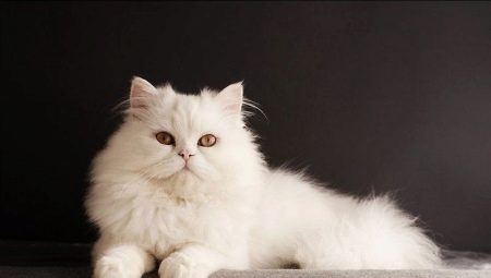 Siberian cats of white color: description of the breed and features of care