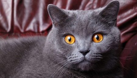 How old are British cats and cats?