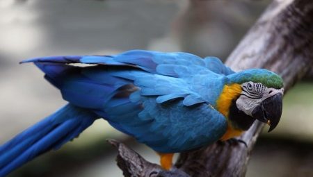 How long does the macaw parrot live and what affects life expectancy?