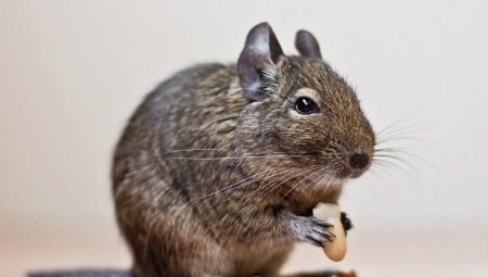 How much degu live and what does it depend on?
