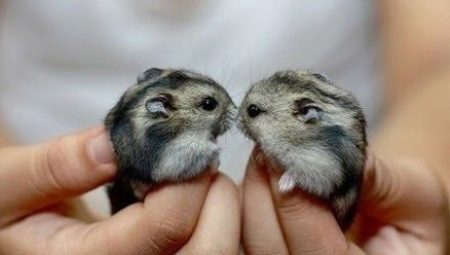 How long do Dzungarian hamsters live?