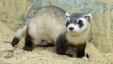 How many ferrets live?