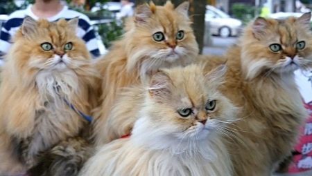 How many Persian cats live?