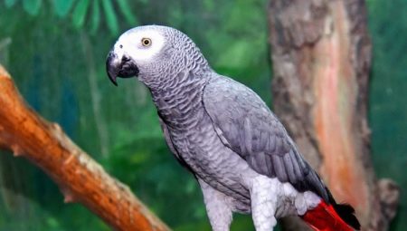 How many Jaco parrots live?