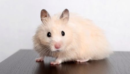 How many Syrian hamsters live at home?