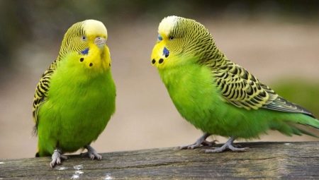 How many budgerigars live?