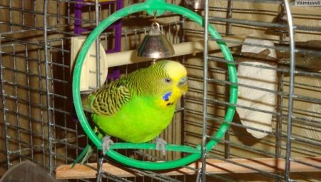 Budgerigars