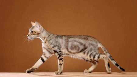 Sokoke: description of the breed of cats, content features and choice of nicknames