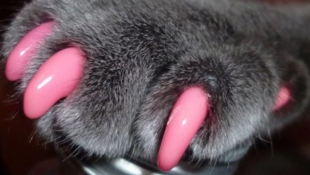 Selection Tips and Instructions for Using Anti-Scratches for Cats