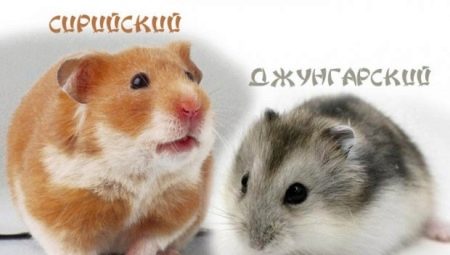 Comparison of the Dzungarian and Syrian hamsters