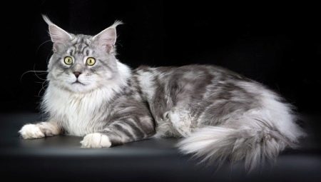 เปรียบเทียบ Maine Coons กับแมวปกติ