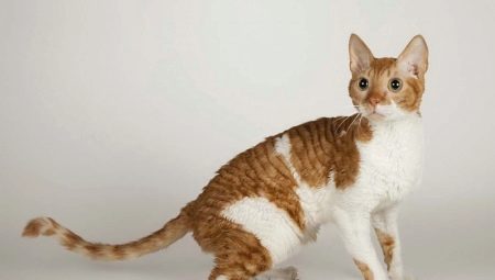 Ural rex: peraturan penerangan, pemilihan dan penjagaan