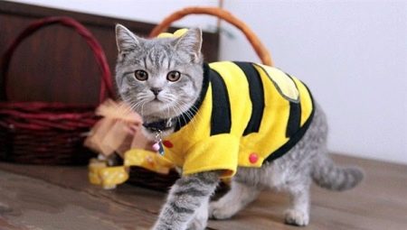 Είδη, επιλογή και χρήση κουβερτών για γάτες και γάτες