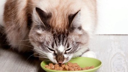 Super-premium wet cat foods: composition, brands, choice