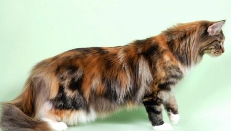 Everything you need to know about Maine Coons of tortoise color