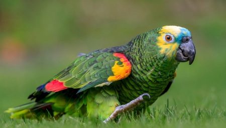 Everything you need to know about Amazon parrots