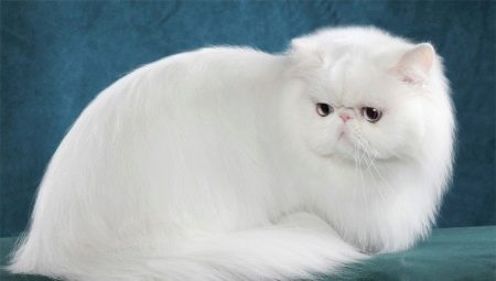 All about white Persian cats and cats