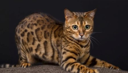 All about bengal cats and cats