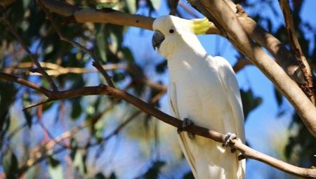All about Cockatoo