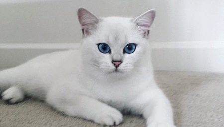 All about cats and cats of the Kobe breed