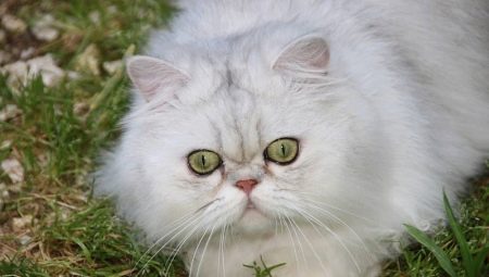 Semua Tentang Kucing Chinchilla