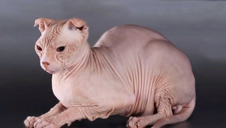 All about Ukrainian Levkoy cats