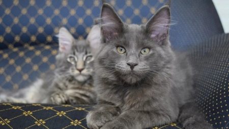 All about Maine Coons blue