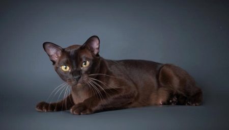 Everything about the cat breed European Burmese