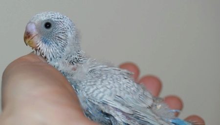 All about budgies