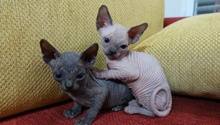 Choose a name for a sphynx cat