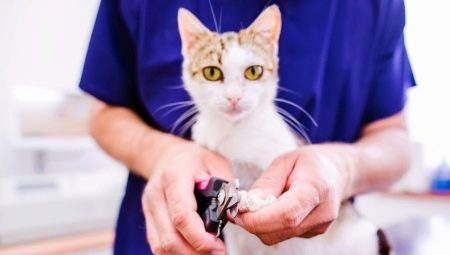 Choosing cat clippers