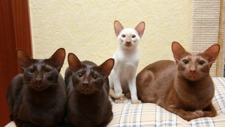 Javanese cat: how it looks and how to care for it?