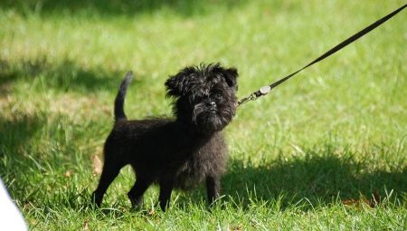 Priedai: aprašymas, atranka, priežiūra