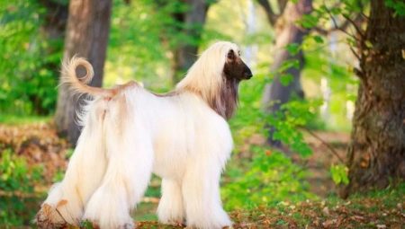 Afghan hound: breed description and content