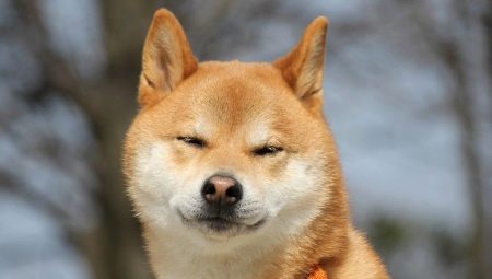 Akita Inu: penerangan baka, sifat dan penanaman