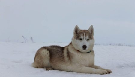 Alaskan Husky: Breed Features and Growing