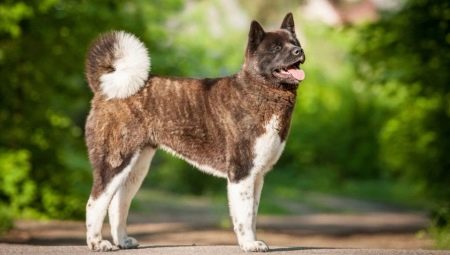 American Akita: popis a obsah plemene