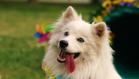 American Eskimo Spitz: characteristics and subtleties of content