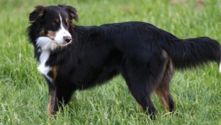 English Shepherd: breed characteristics and breeding