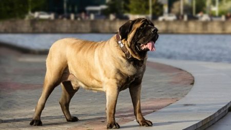 English mastiff: characteristics and recommendations for choice