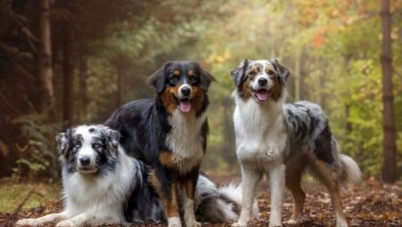 Australian Shepherd: description of the breed, colors, character and content
