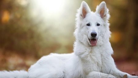 White Swiss Shepherd Dog: breed description and breeding