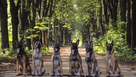 Belgian Shepherd Dogs: features, types and contents