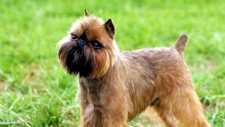 Belgian Griffon: a description of the dogs and their contents