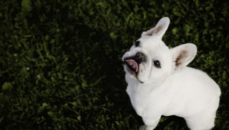 White French Bulldogs