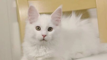 White Maine Coons: features of color and content