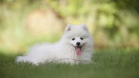 White Spitz: characteristics, selection and care