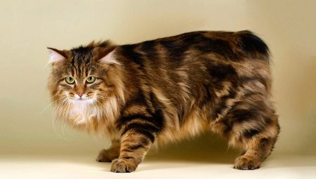 Tailless cats: popular breeds and rules for their content