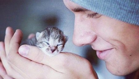 Homeless kittens: is it possible to take them to the apartment and how to domesticate?