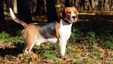 Beagle: breed description and care features